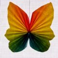 Schmetterling_01