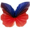 Schmetterling_02