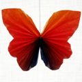 Schmetterling_03