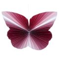 Schmetterling_08